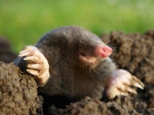 Mole