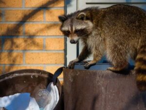 raccoon
