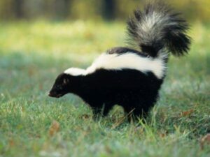 Skunk