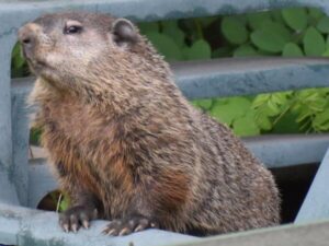 Woodchuck