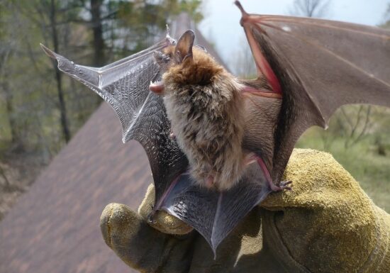 bat-removal