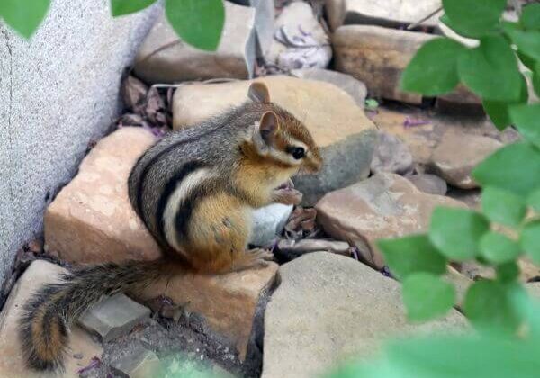 Chipmunk