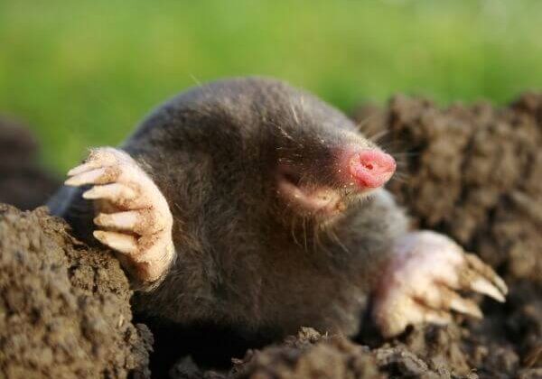 Mole