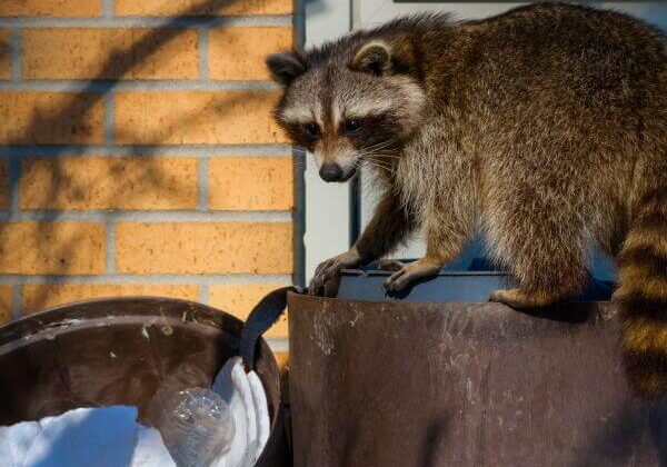 raccoon