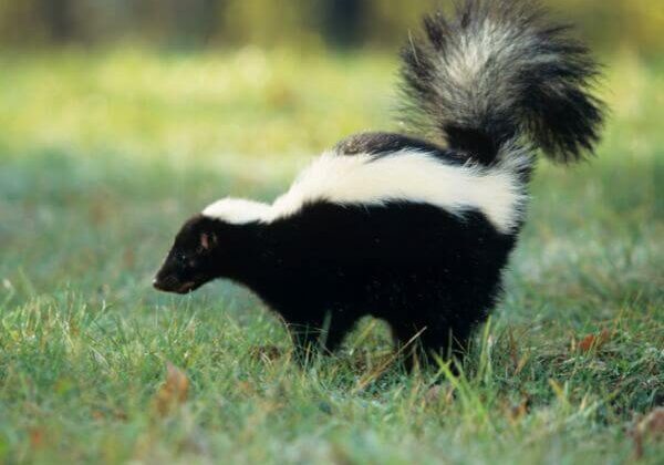 Skunk