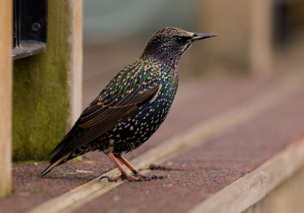 European starling