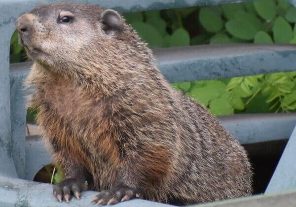 Woodchuck